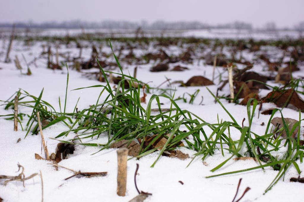 О снегозадержании, мышах в мульче и подзимней борьбе со слизнями – советы «Зеленой грядки»